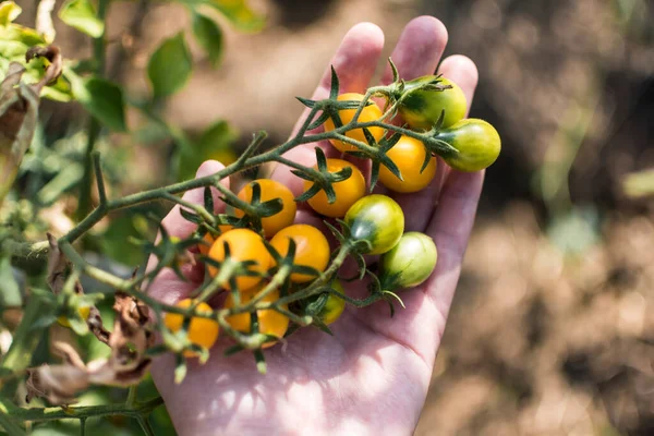 Hand holding yellow pear cherry tomatoes in eco garden. Lycopersicon esculentum var. cerasiforme