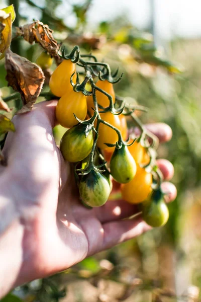Hand holding yellow pear cherry tomatoes in eco garden. Lycopersicon esculentum var. cerasiforme