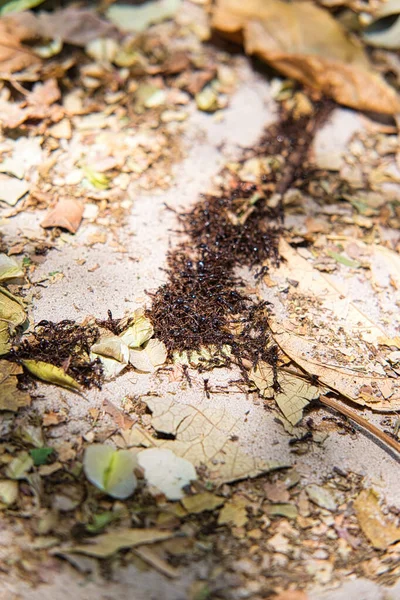 Armée Des Fourmis Conductrices Ouest Africaines Soleil — Photo