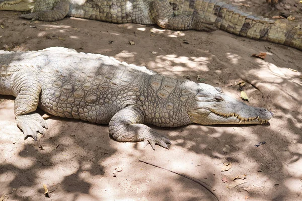 Crocodile Musée Kachikally — Photo