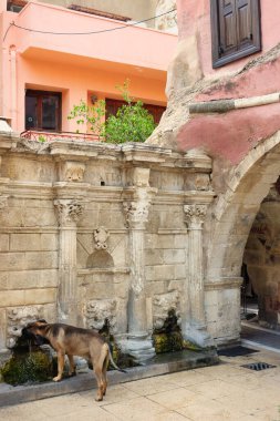 Köpek Rethymno 'daki eski su çeşmesinden su içer.