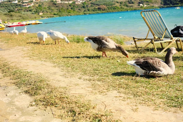 Família Ganso Está Tomando Sol Praia Lago Kournas — Fotografia de Stock