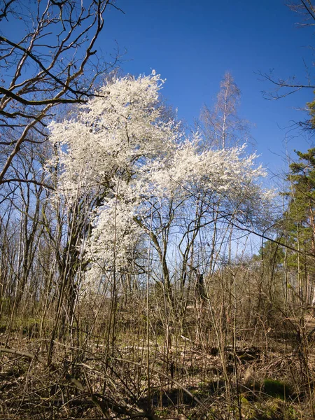 Einsamer Blühender Baum Grunewald — Stockfoto