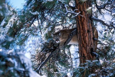 Colorado Dağ Aslanı Ponderosa Çamında.