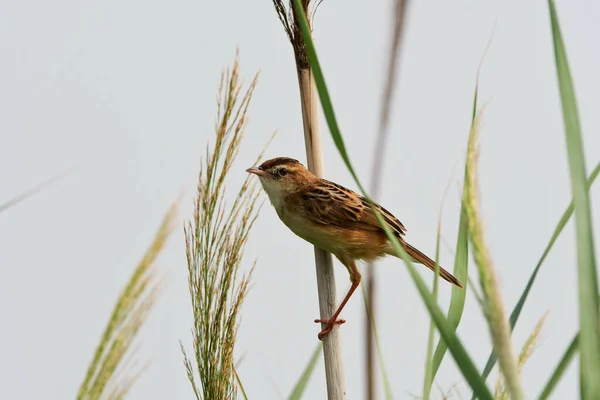 Paruline Brune Chante Sur Les Roseaux — Photo