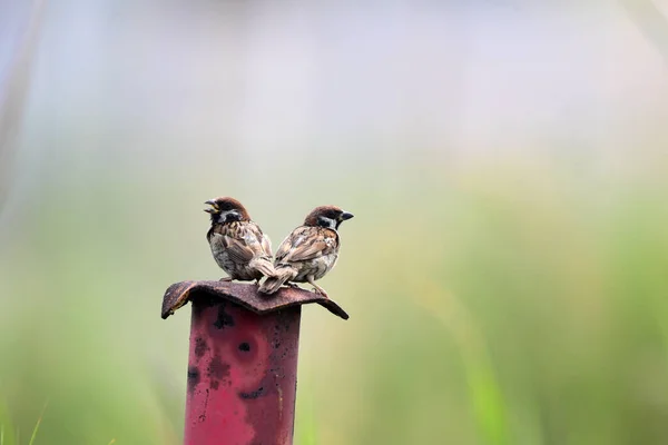 Dva Vrabci Stáli Železném Sloupu — Stock fotografie
