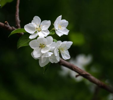  Baharda beyaz yaban elması çiçekleri çıkar.