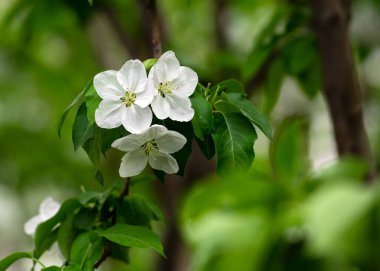  Nisan 'da yaban elması çiçekleri tam çiçeklenir