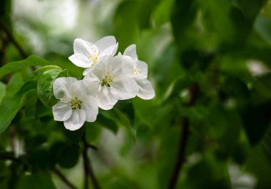 Baharda güzel yaban elması çiçekleri