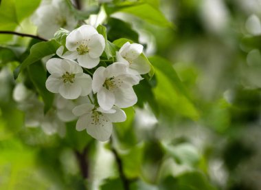 Baharda beyaz yaban elması çiçekleri çıkar.