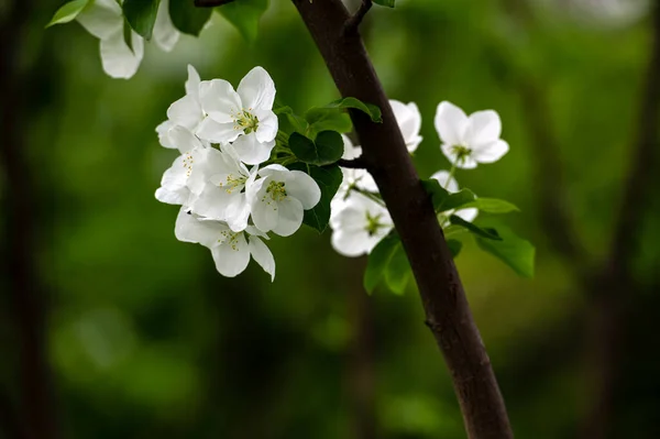 Primavera Flores Brancas Caranguejo Saem — Fotografia de Stock