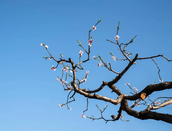 Beautiful Peach Blossoms Blooming Twisted Branches — Stock Photo, Image