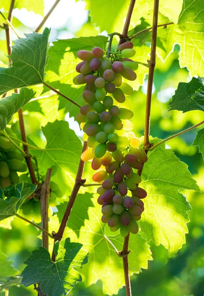 Trellery Covered Grapes — Stockfoto