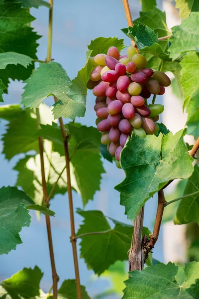 Trellery Covered Grapes — Stockfoto