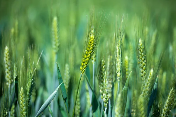 Green Fields May Promise Good Harvest — Stockfoto