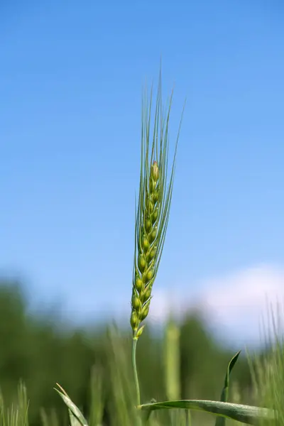 Detail Zelené Uši Pšenice — Stock fotografie