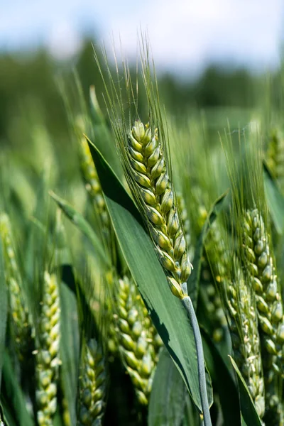 Close Van Groene Korenaren Tarwe — Stockfoto