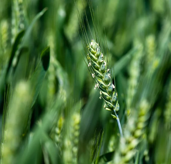 小麦の緑耳のクローズ アップ — ストック写真