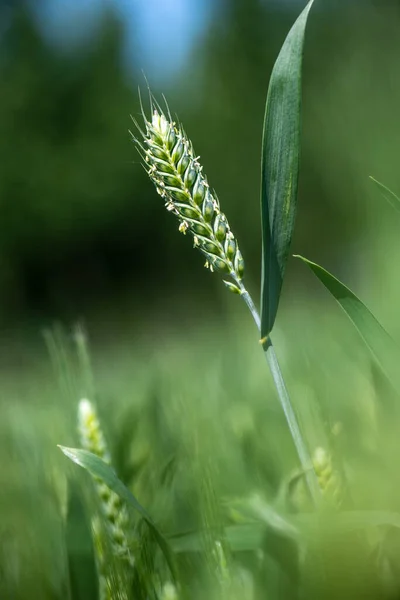 Detail Zelené Uši Pšenice — Stock fotografie
