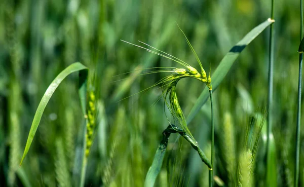 Close Van Groene Korenaren Tarwe — Stockfoto