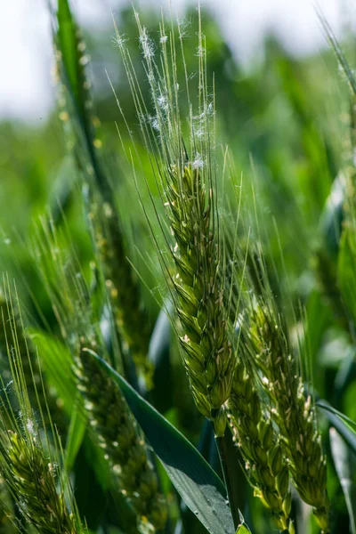 Крупный План Зеленых Колосьев Пшеницы — стоковое фото