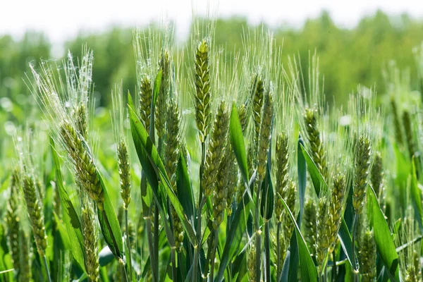 Крупный План Зеленых Колосьев Пшеницы — стоковое фото