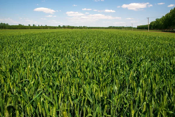 小麦の畑 — ストック写真