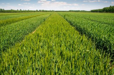 Temiz bir buğday tarlası.