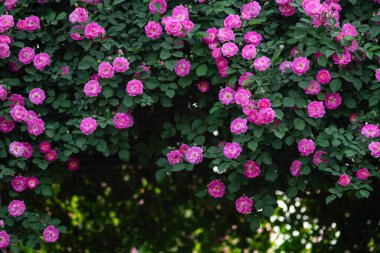 Gül koridoru çiçeklerle dolu.