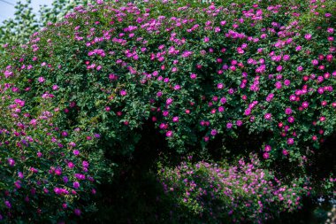 Gül koridoru çiçeklerle dolu.