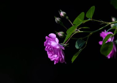 Fuşya çiçeğinin yakın çekimi.