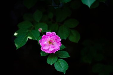 Fuşya çiçeğinin yakın çekimi.