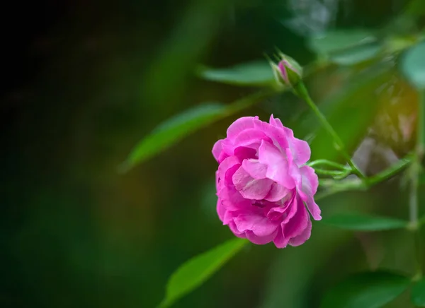 Close Fuchsia Rose — Stock fotografie