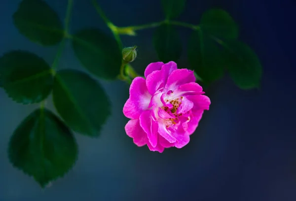 Eine Nahaufnahme Der Fuchsia Rose — Stockfoto