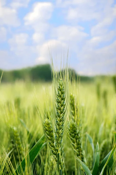 Спелые Колосья Пшеницы Белыми Облаками — стоковое фото