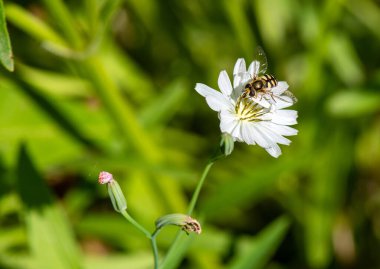 Güzel karnabahar ve güneşte uçan sinekler