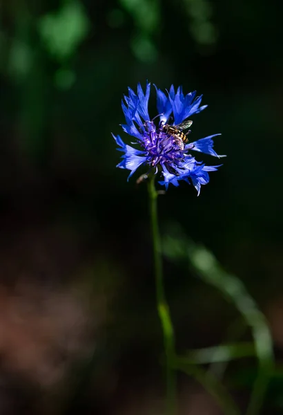 Schöne Blaue Wildblumen Und Schwebfliegen — Stockfoto