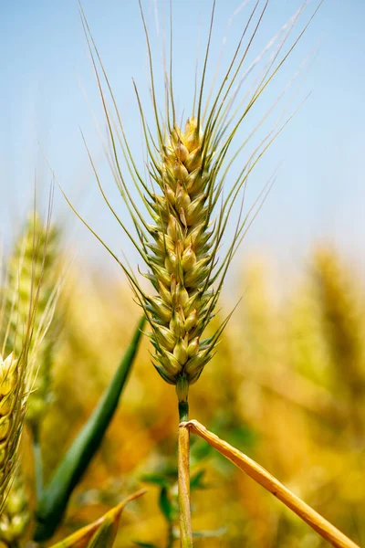 Золотая Пшеница Чистым Небом — стоковое фото