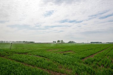 Sulama makinesi püskürterek su buğdayı