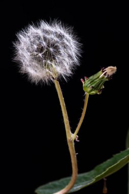 Siyah arka planda güzel karahindiba çiçekleri