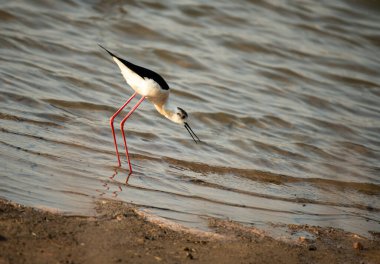 Denizin kara kanatlı düdükçüsü