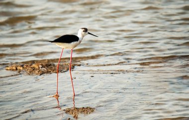 Denizin kara kanatlı düdükçüsü