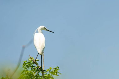 Bir dalda bir balıkçıl