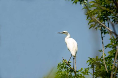 Bir dalda bir balıkçıl