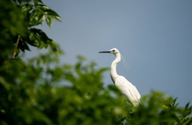 Bir dalda bir balıkçıl