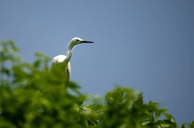 Bir dalda bir balıkçıl