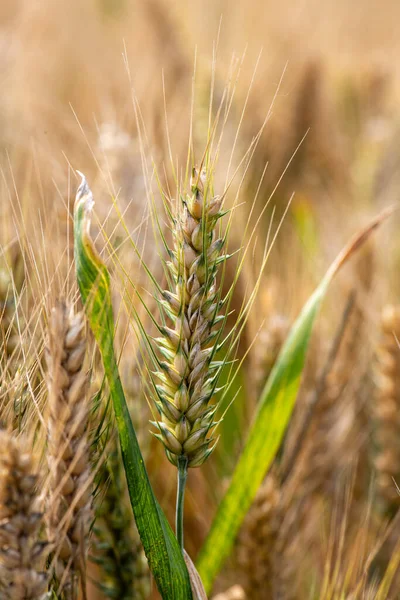 Gouden Oren Zitten Vol Graan — Stockfoto