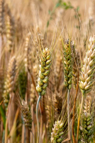 黄金の耳は穀物でいっぱいです — ストック写真
