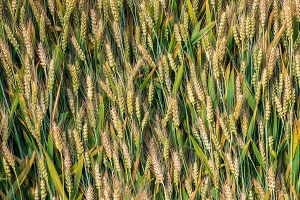 Gouden Oren Zitten Vol Graan — Stockfoto