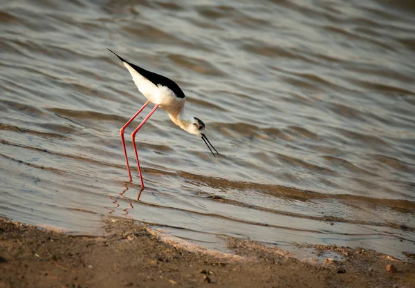 Denizin kara kanatlı düdükçüsü